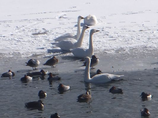 羽を休め、、、、休息する水鳥の群れ｜株式会社サンケイ｜長野県諏訪市